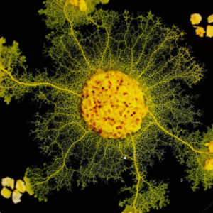 Physarum Polycephalum Culture