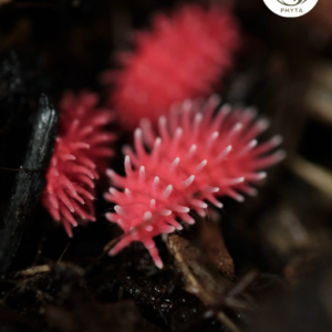 Rambutanura sp Thailand